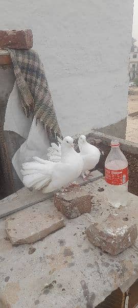 lukcy pigeons 3