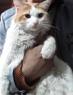 CAT || PERSIAN CAT || MALE CAT || Name OGGY
