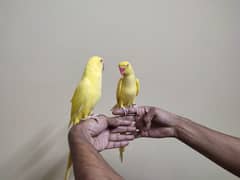 Yellow ringneck parrot pair