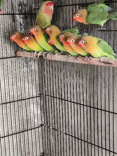 Lovebird olx hot sale