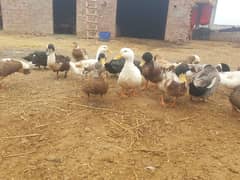 desi ducks (1500Rs each)