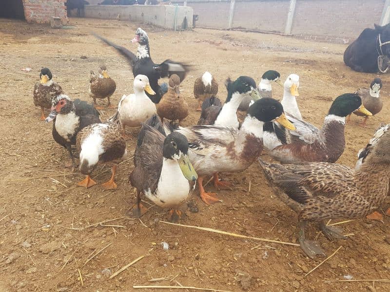 desi ducks (1500Rs each) 1