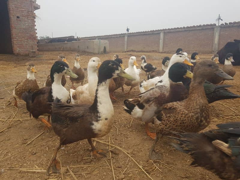 desi ducks (1500Rs each) 2