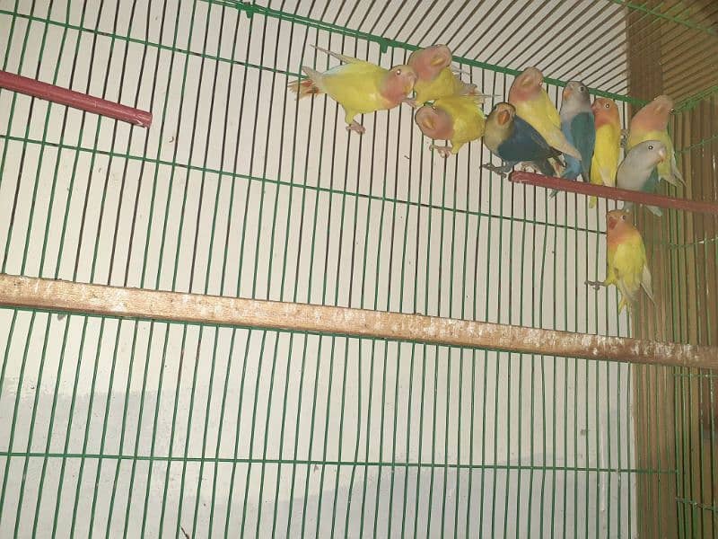 Lovebird chicks pathy for sale home breed Parrots 1082852020