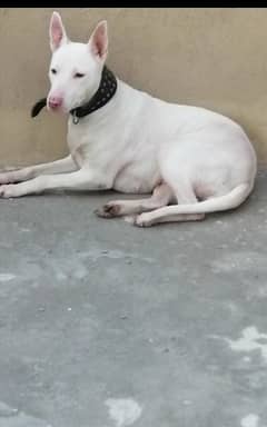 Bull terrier puppies hot sale for sale olx