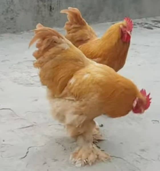 Golden buff rooster 0