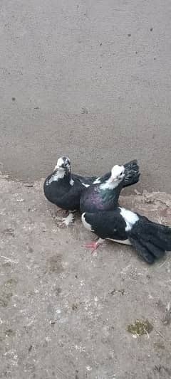 Black white breeding Pair of pigeons