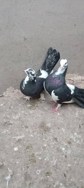 Black white breeding Pair of pigeons 1