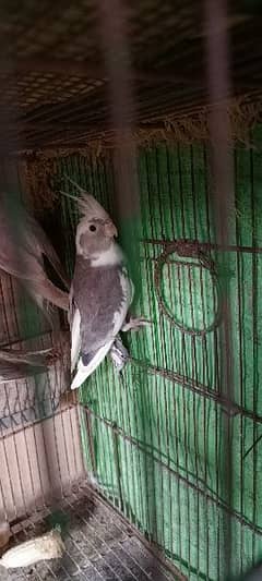 4 female cockatiels ready to breed