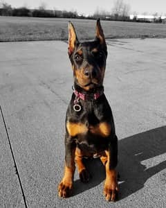 Olx cheap doberman dog