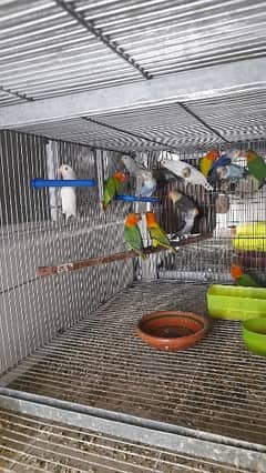 Albino Red Eyes Chicks in Pakistan, Free classifieds in Pakistan | OLX