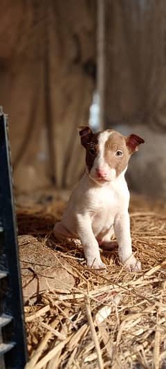 Olx cheap pitbull puppies