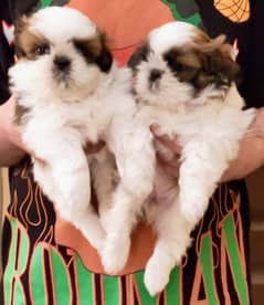 Olx shih tzu hot sale puppies for sale