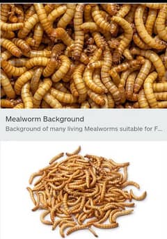 Mealworms farming