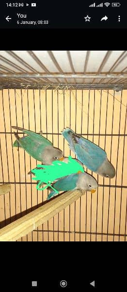 Self Chicks and breeder pairs available for sale 9