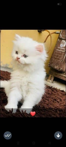 Persian cats/punch face/triple coated kitten's/kittens for sale 3
