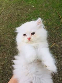 Persian best sale cat olx