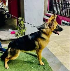 German shepherd hot sale price olx