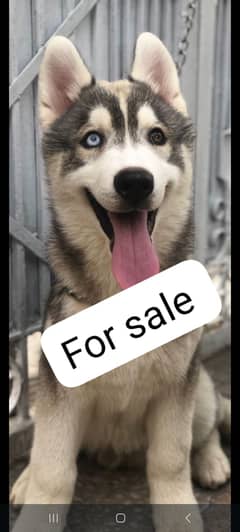 Siberian husky breeder pair