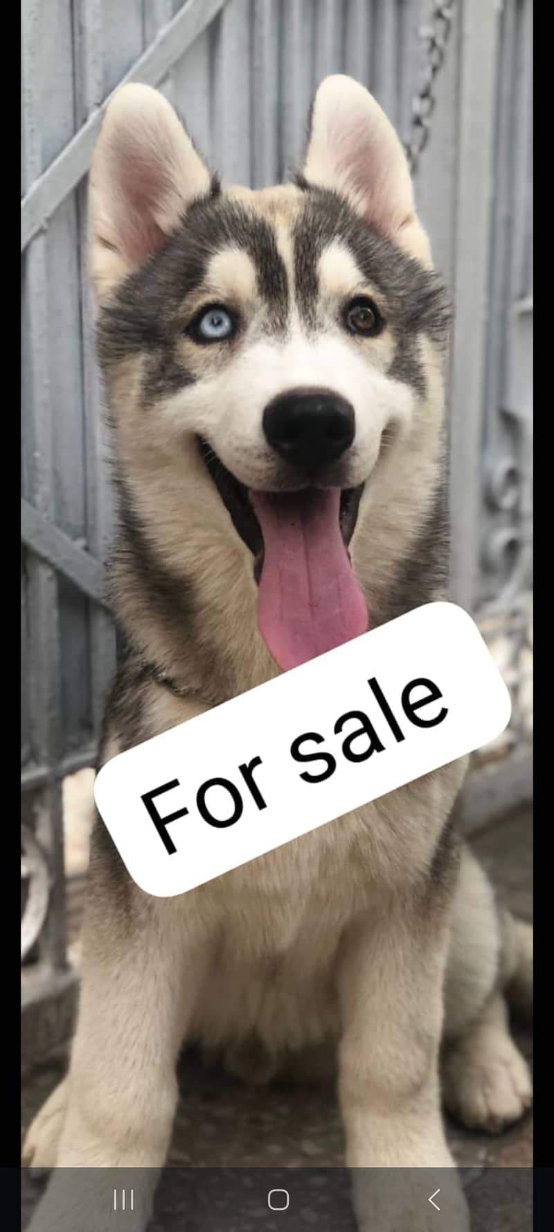 Siberian husky breeder pair 0