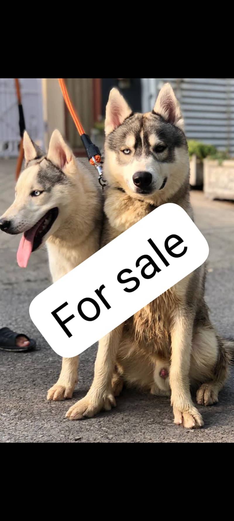 Siberian husky breeder pair 1