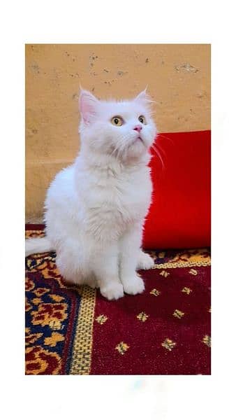 nice cat