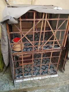 cage for hen n parrots both