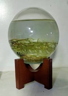 EcoSphere ( Live Plant in Sealed Glass )