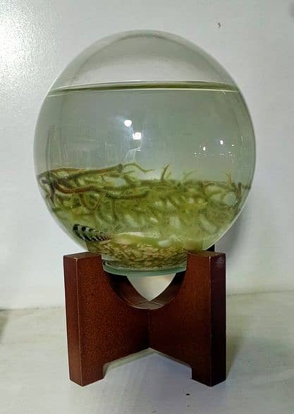 EcoSphere ( Live Plant in Sealed Glass ) 0