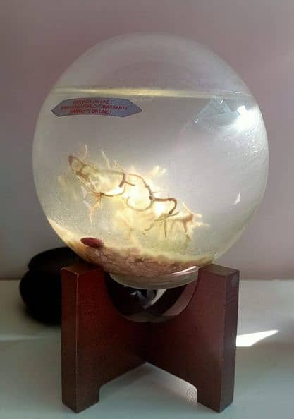 EcoSphere ( Live Plant in Sealed Glass ) 1