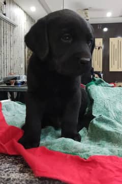 Labrador puppy best sale on olx