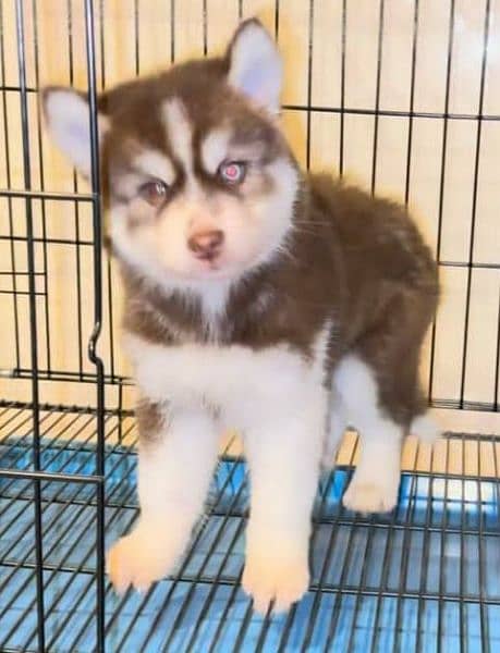 Olx siberian husky store puppies for sale