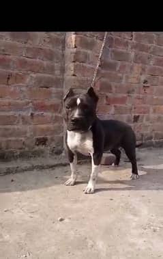 Pitbull dog sale olx