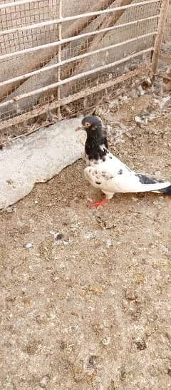 2mix pigeon 0