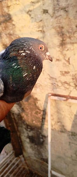 2mix pigeon 2