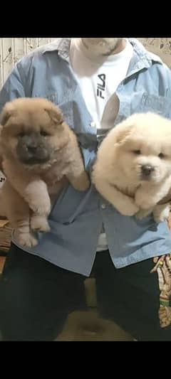 Chow chow best sale for sale olx