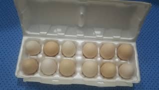 Golden Misri Fertile eggs. O3244833221