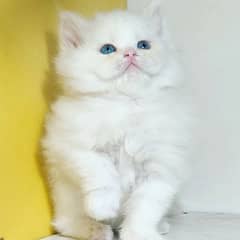 Free Cash on delivery Persian triple coated kittens available for sale 0