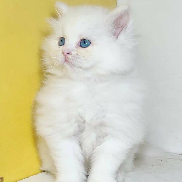 Free Cash on delivery Persian triple coated kittens available for sale 1