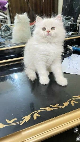 Free Cash on delivery Persian triple coated kittens available for sale 2
