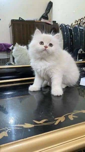 Free Cash on delivery Persian triple coated kittens available for sale 3