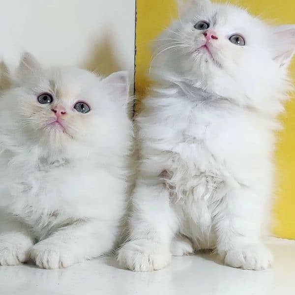 Free Cash on delivery Persian triple coated kittens available for sale 4