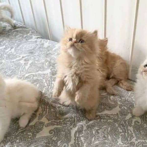 Free Cash on delivery Persian triple coated kittens available for sale 5