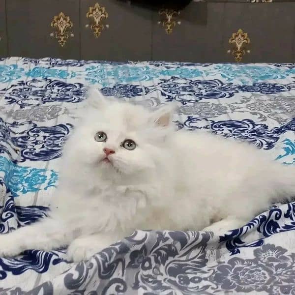 Free Cash on delivery Persian triple coated kittens available for sale 12