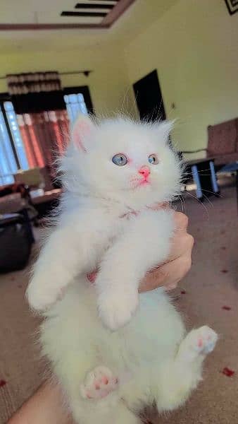Free Cash on delivery Persian triple coated kittens available for sale 14