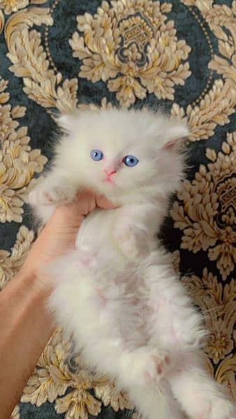 Free Cash on delivery Persian triple coated kittens available for sale 15