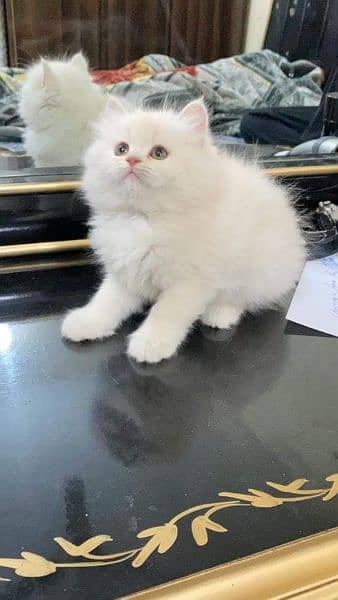 Cod Persian triple coated kittens available in multiple colours l 4