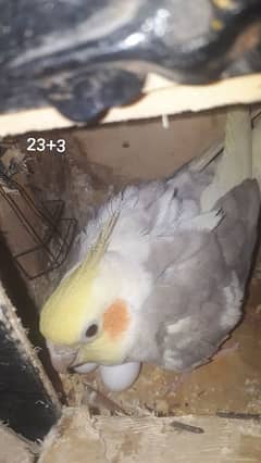 Cockatiel for hot sale sale olx