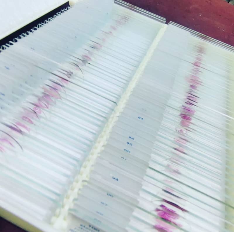 Histology Prepared Biological Slides Set of 100 Slides Carolina 2