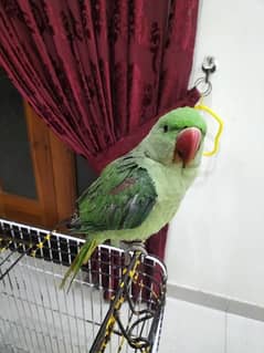 Pakistani Parrot in Pakistan, Free classifieds in Pakistan | OLX Pakistan